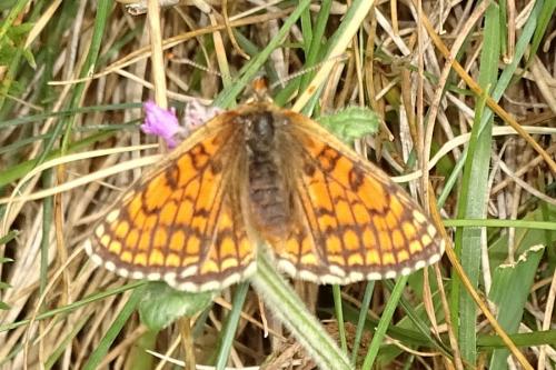 Réf. 235 124 : Melitaea parthenoides
